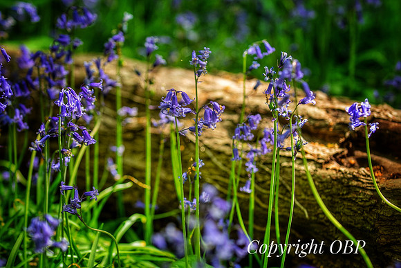 OBP_Woods_Herne_038