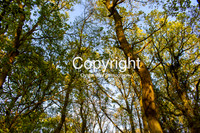 OBP_21042020_006