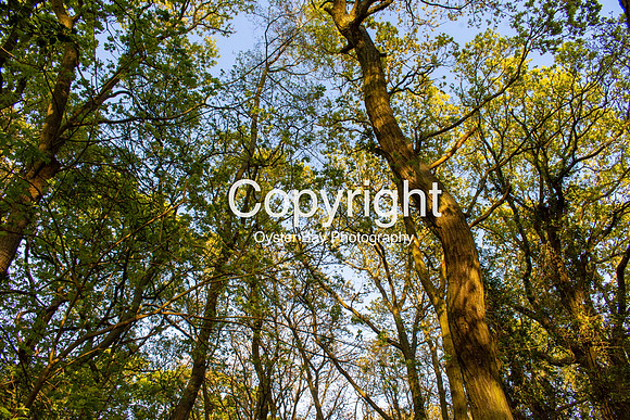 OBP_21042020_006
