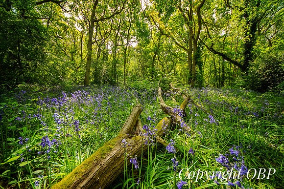 OBP_Woods_Herne_067