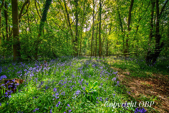 OBP_Woods_Herne_026