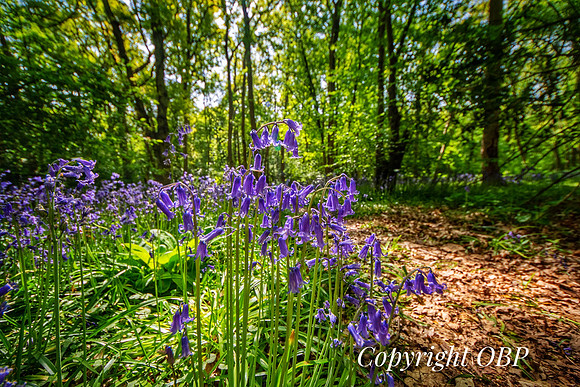 OBP_Woods_Herne_032
