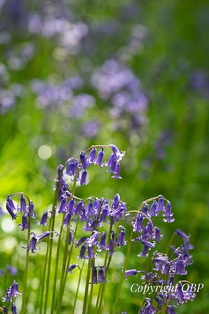 OBP_Woods_Herne_040