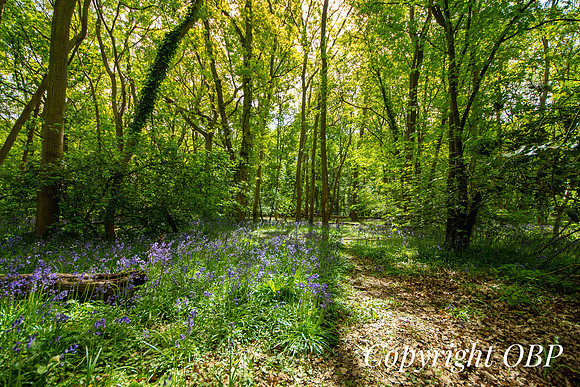 OBP_Woods_Herne_042