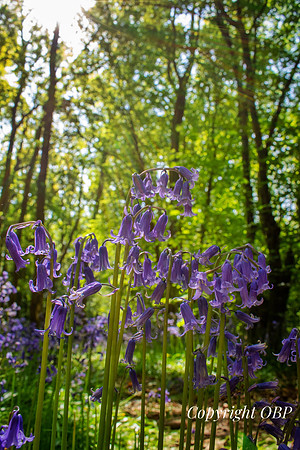 OBP_Woods_Herne_053