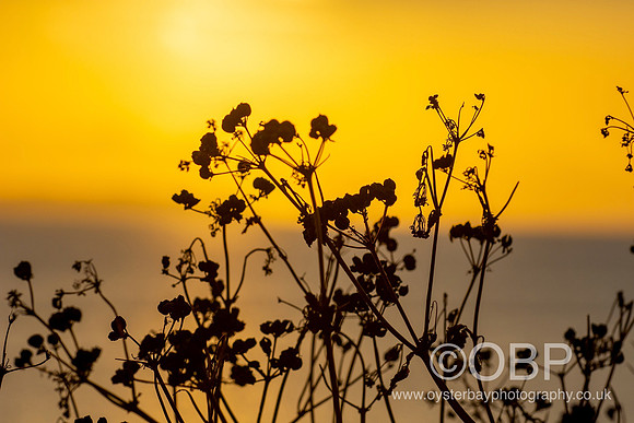 OBP_Sunset19072020_004