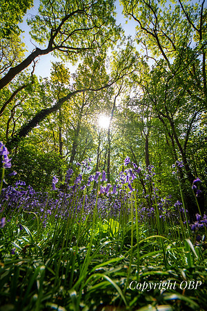 OBP_Woods_Herne_045