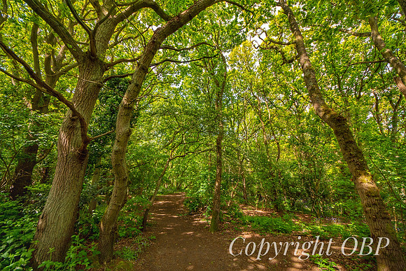 OBP_Woods_Herne_004