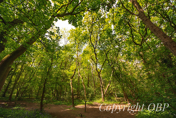 OBP_Woods_Herne_007