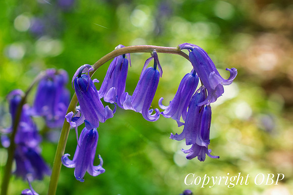 OBP_Woods_Herne_051