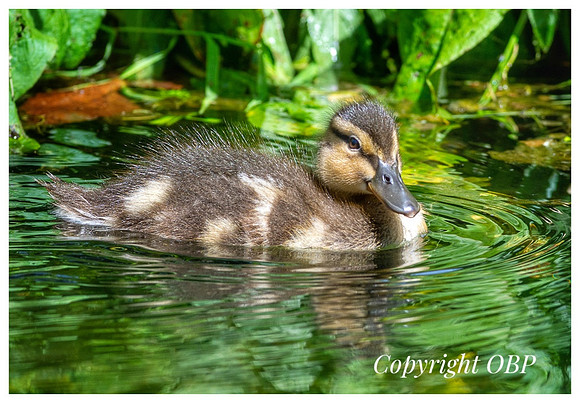OBP_TempleEwell_050