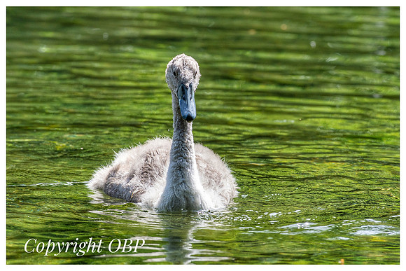 OBP_TempleEwell_102