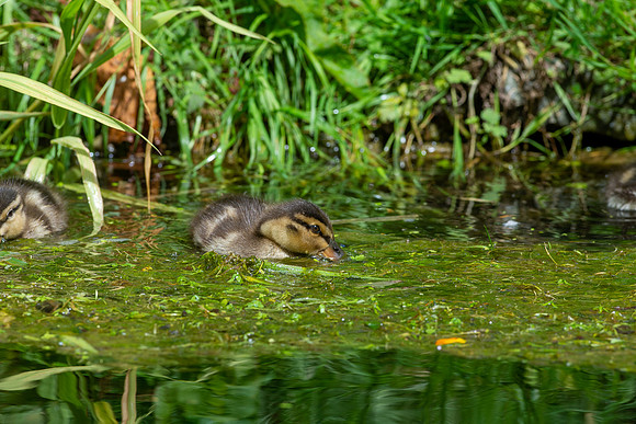 OBP_TempleEwell_065