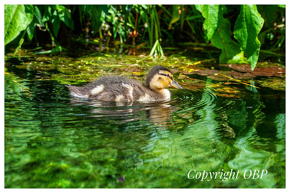 OBP_TempleEwell_051