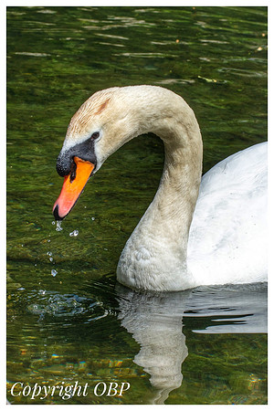 OBP_TempleEwell_101