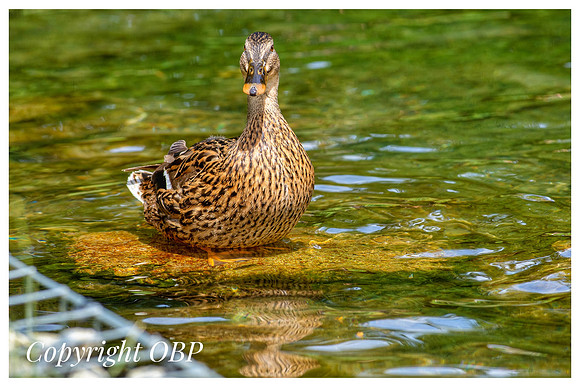 OBP_TempleEwell_092