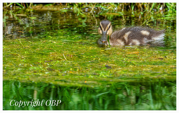 OBP_TempleEwell_066