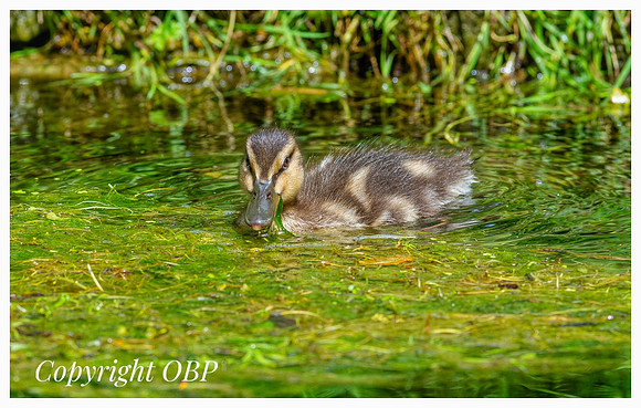 OBP_TempleEwell_067