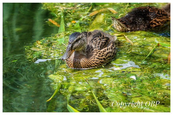 OBP_TempleEwell_057