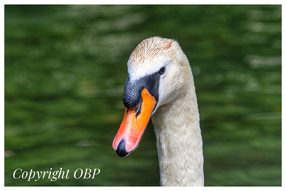 OBP_TempleEwell_087