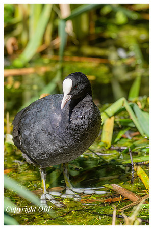 OBP_TempleEwell_006
