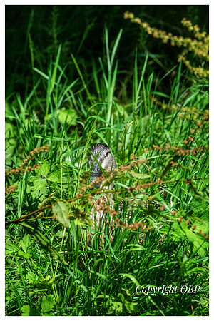 OBP_TempleEwell_059