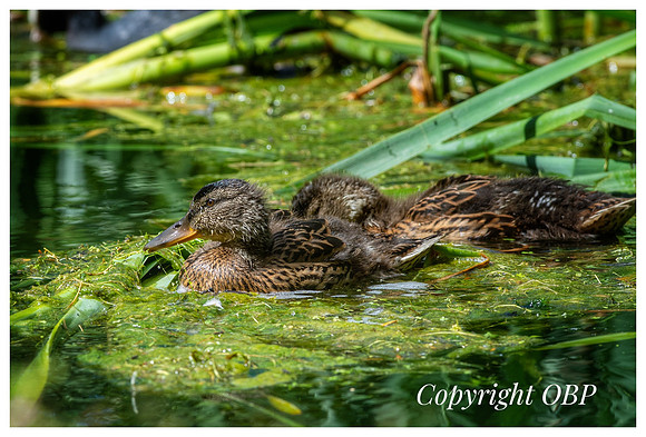 OBP_TempleEwell_054