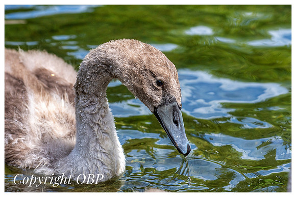 OBP_TempleEwell_093