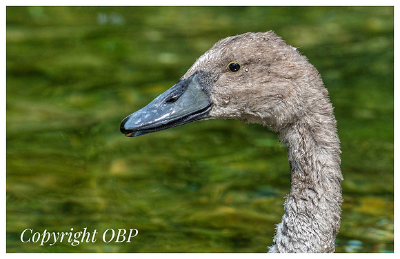 OBP_TempleEwell_095