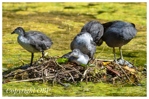 OBP_TempleEwell_019