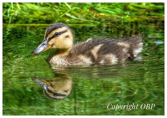 OBP_TempleEwell_062