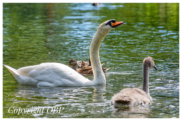 OBP_TempleEwell_082
