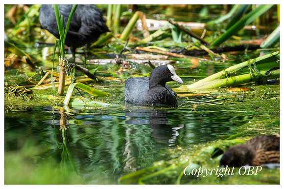 OBP_TempleEwell_055