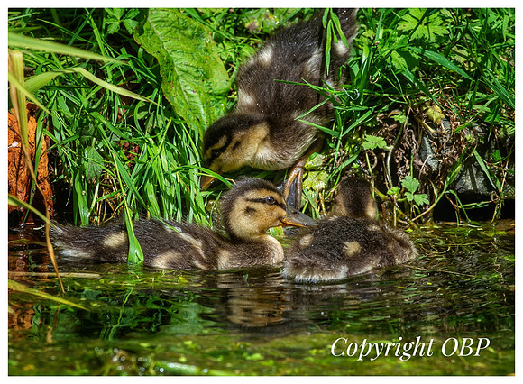 OBP_TempleEwell_058
