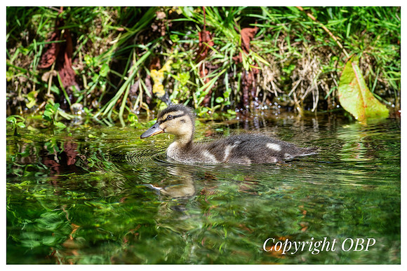 OBP_TempleEwell_044