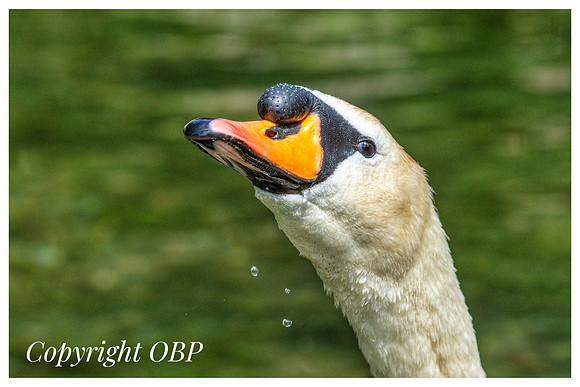 OBP_TempleEwell_091