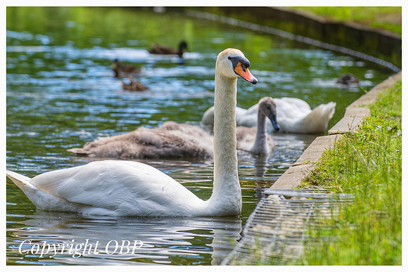OBP_TempleEwell_078