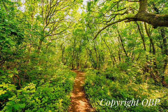 OBP_Woods_Herne_016