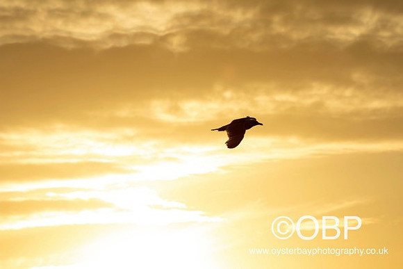 OBP_HerneBay_SS_032