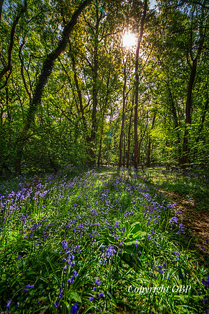 OBP_Woods_Herne_028