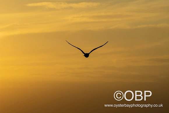 OBP_HerneBay_SS_031