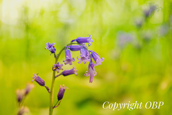 OBP_Woods_Herne_015