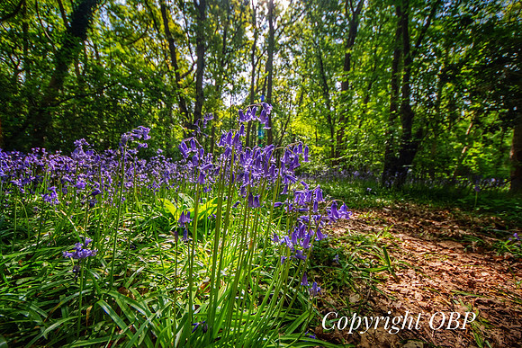 OBP_Woods_Herne_031