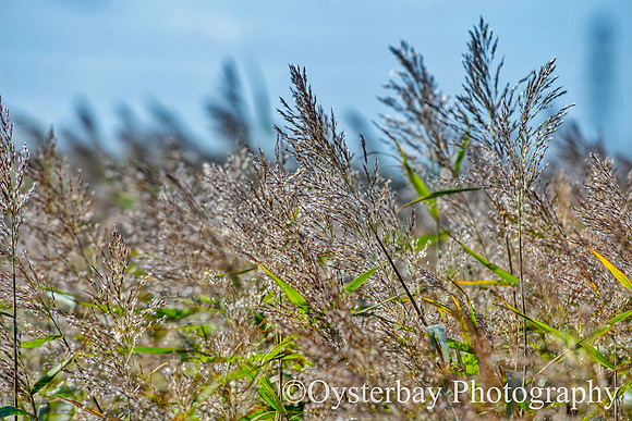 OBP_Oare_20201007A_037