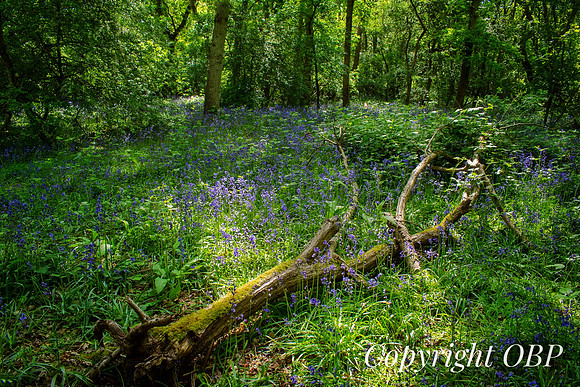 OBP_Woods_Herne_058