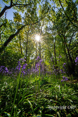 OBP_Woods_Herne_046