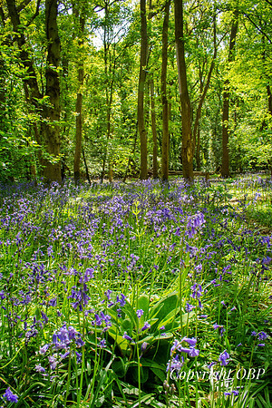 OBP_Woods_Herne_050
