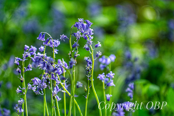 OBP_Woods_Herne_013