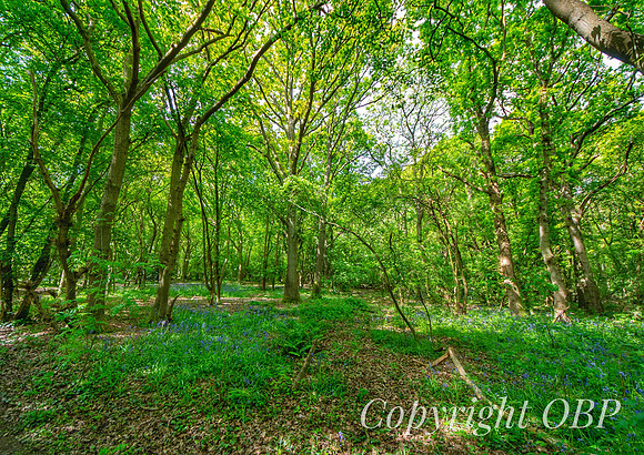 OBP_Woods_Herne_012