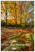 OBP_Clowes_231020_041